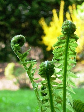 fulla nova de falguera