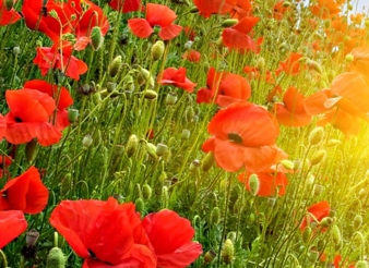 sol-destiu-i-roselles000jpg