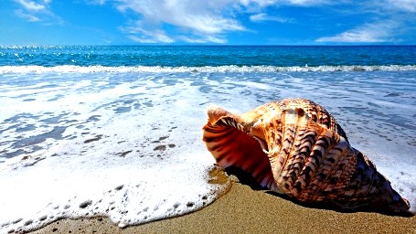 mar-i-cargol-de-mar-000