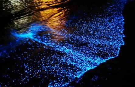 mar-il%c2%b7luminat-000de-nit-per-biodiversitat