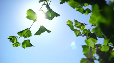 fulles de parra 234344