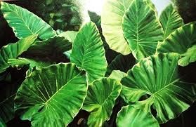 fulles grandioses marqueses