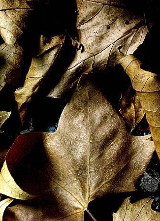 fulles seques de plàtan