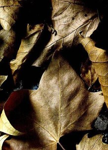 fulles seques de plàtan