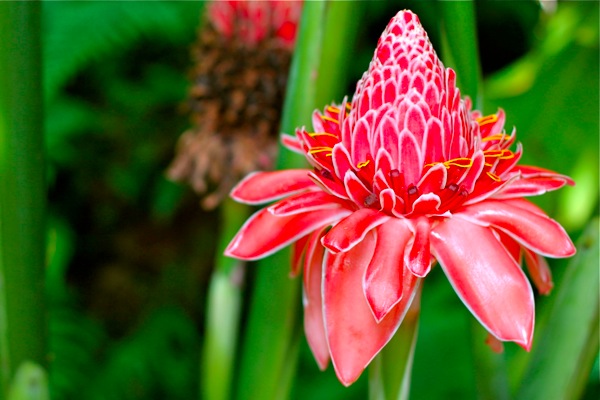 flor tropicalTropical-Flower-St_-Lucia