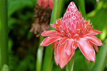 flor tropicalTropical-Flower-St_-Lucia