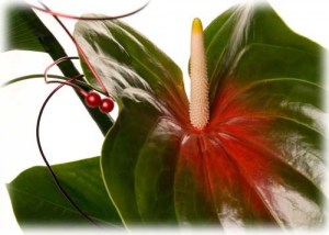 plantes fràgils 34890u