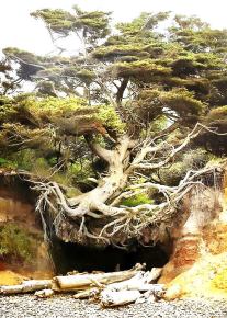 arbre penjant arrels 000000