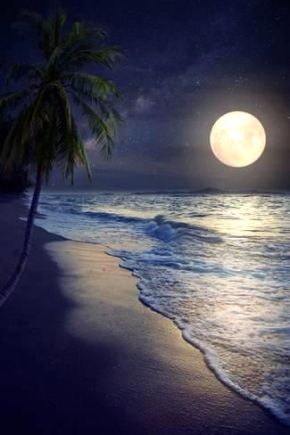 mar lluna tropical palmeres més clara