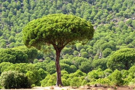 pi pinyoner a bosc. mida gran