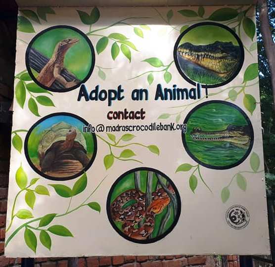 apadrina un cocodril