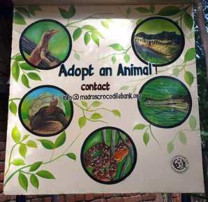 apadrina un cocodril