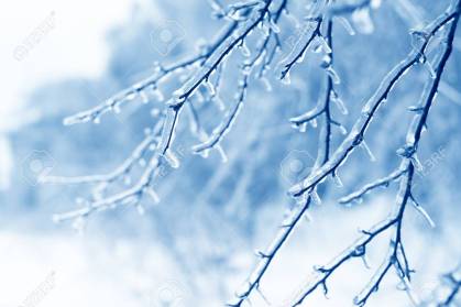 branques gelades d'arbre.jpg