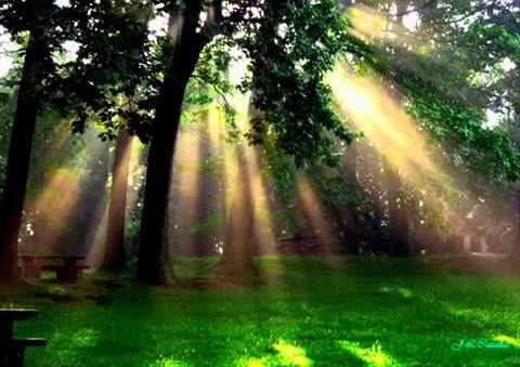 rajos de sol darrere els arbres000