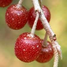 llavors elaeagnus ubellata 1