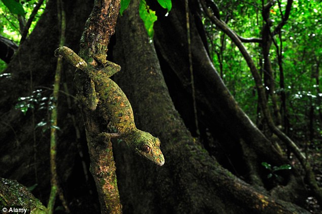 gecko rèptil llargandaix sargantana a arbre bosc humit