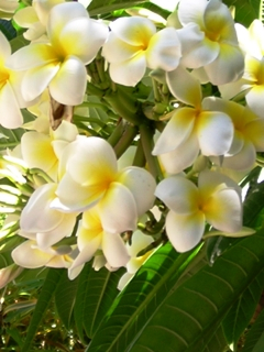 tenerife-botc3a0nic-flors1 plumèria